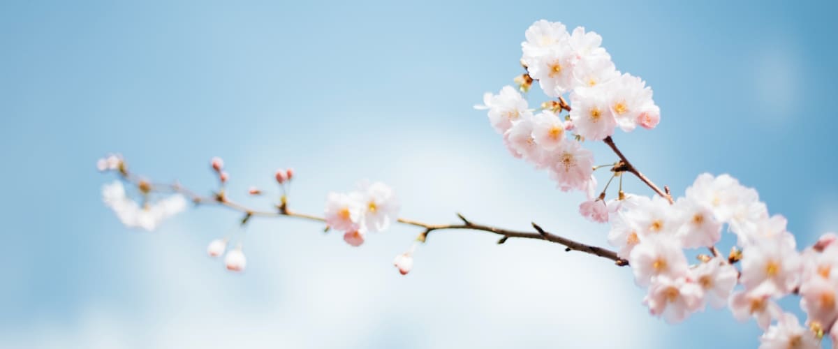 Kirschbaumblüten vor einem blauen Himmel